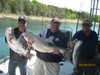 (05/04/2014) - Nice Striped Bass